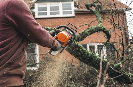 Five types of tree trimming