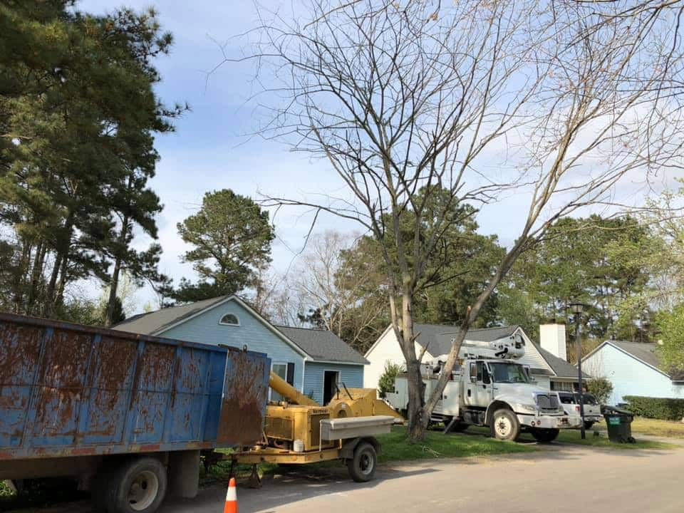 Tree Trimming