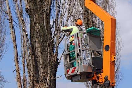 Tree removal trimming